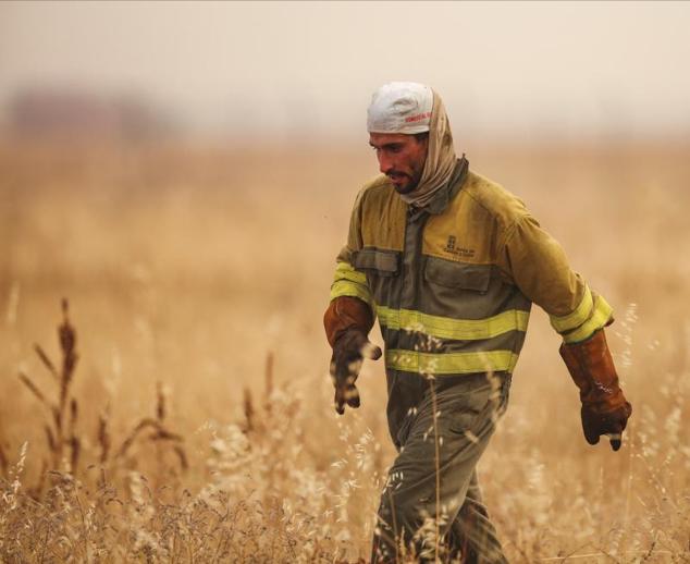 Un brigadista, agotado, en las labores de extinción del fuego que asola la comarca de Tábara con un campo de cereal al fondo