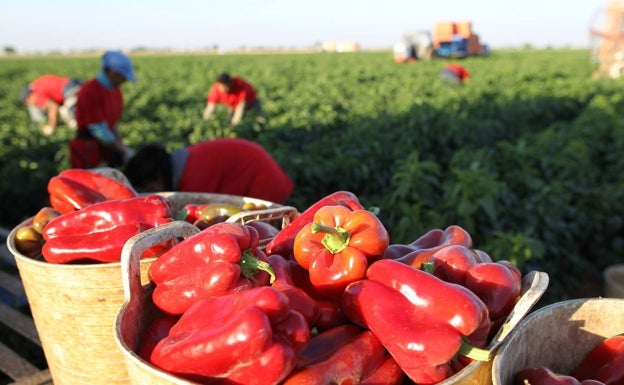 Los pimientos abundan en nuestros mercados. 