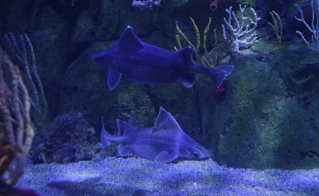 Tiburón cerdo.