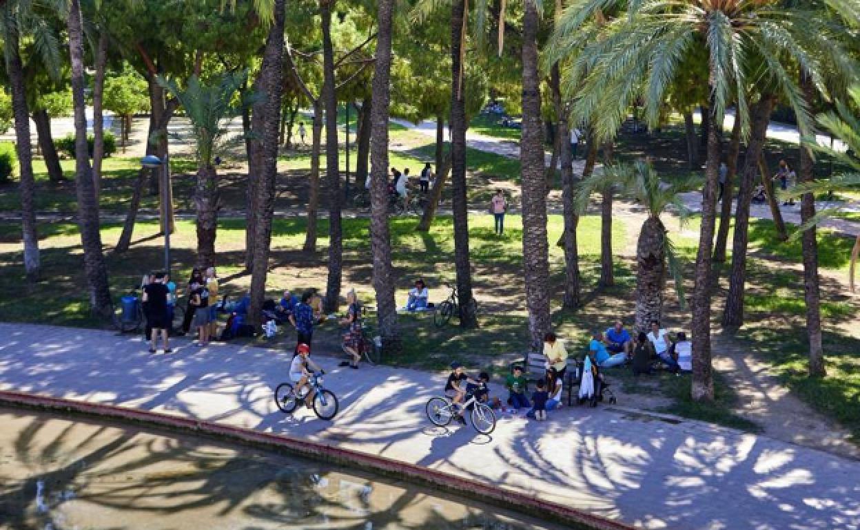 Zona de palmeras y pinos, en el jardín del Turia de Valencia.