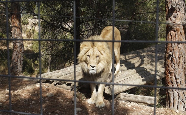 Puig ha visitado Primadomus en Villena. 