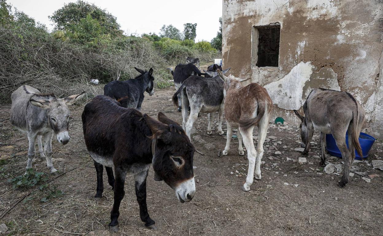 Varios de los animales que estuvieron en el Desert de les Palmes. 