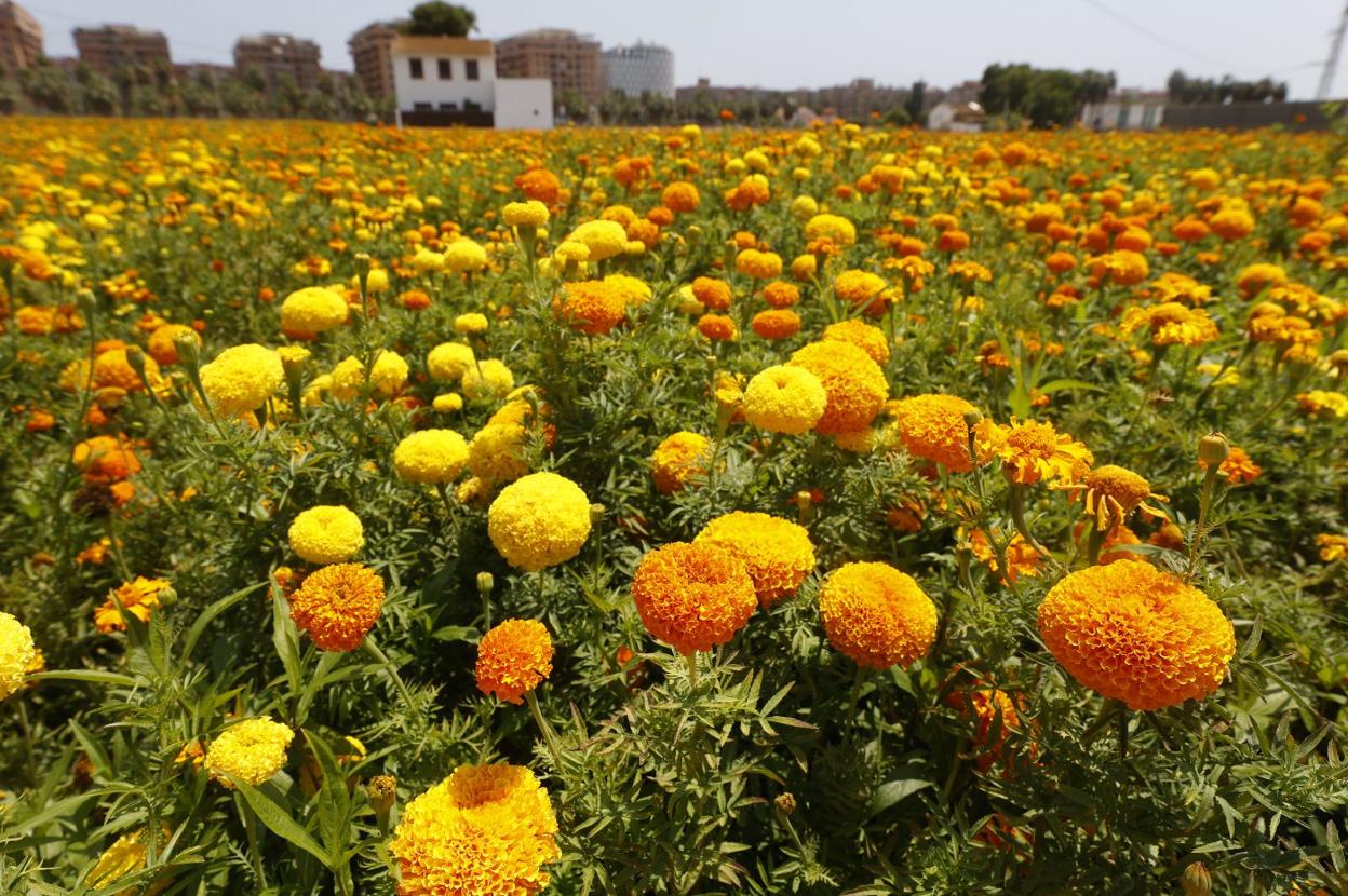 Campo de Alboraya con los clavellones de la familia Galán que se utilizarán para la Batalla de Flores. jesús signes