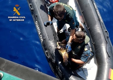 Imagen secundaria 1 - Los agentes rescatan otra tortuga y 130 huevos en una playa de Guardamar. 