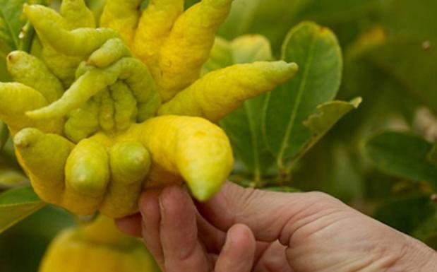 El superalimento bajo en calorías ideal para perder peso que combate el dolor y reduce el colesterol