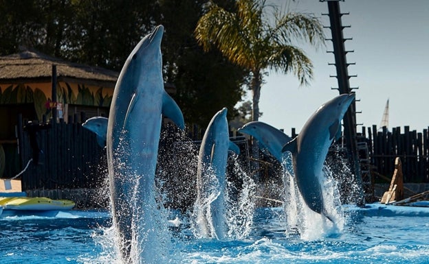 Imagen de un grupo de delfines en Mundomar