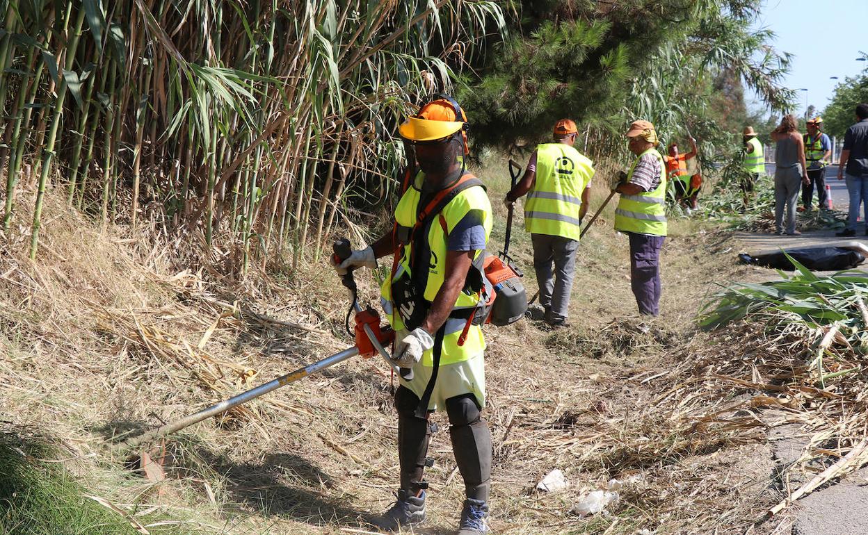 Los empleados realizan trabajos de desbroce. 