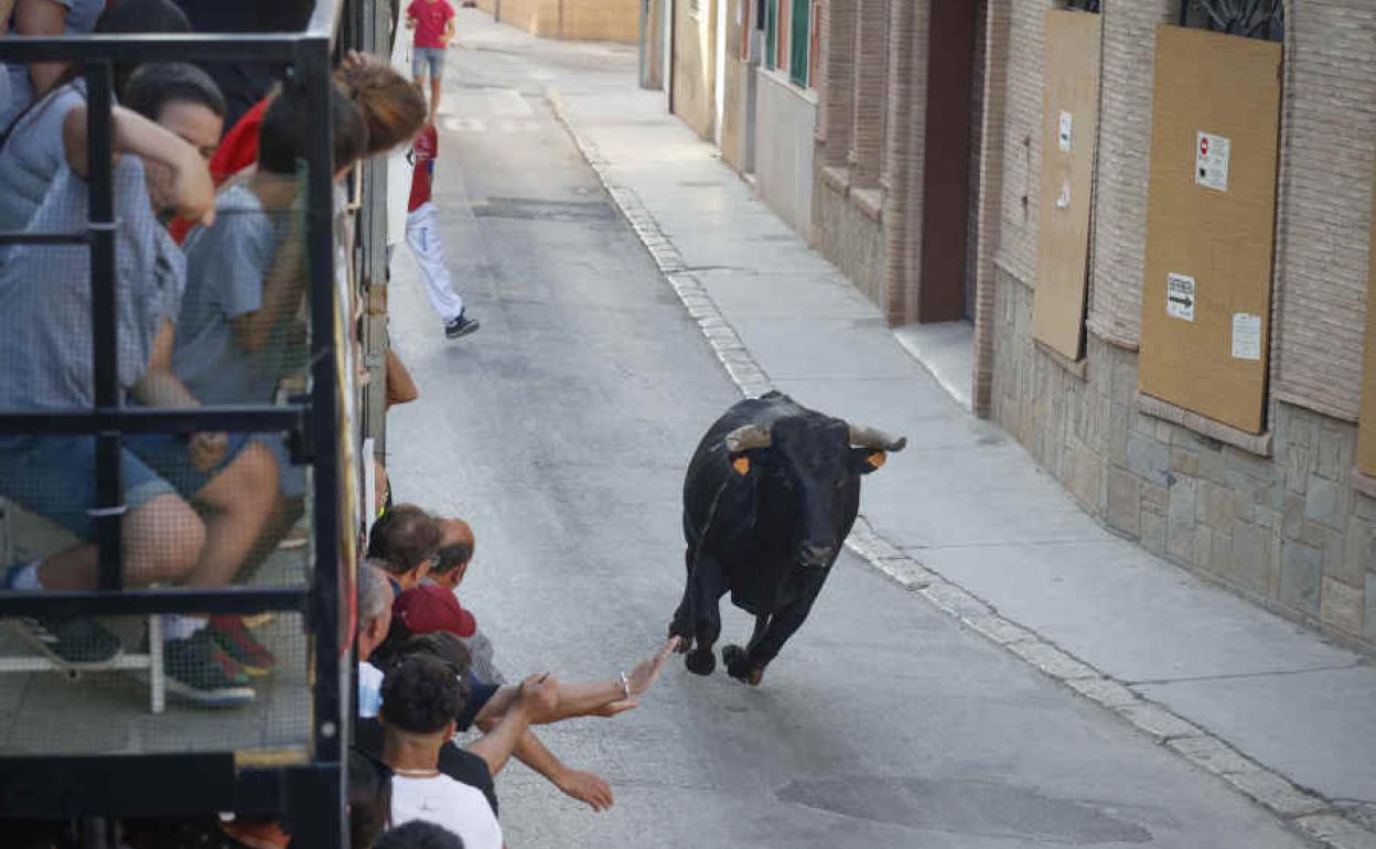 Bous al carrer en Alboraya.