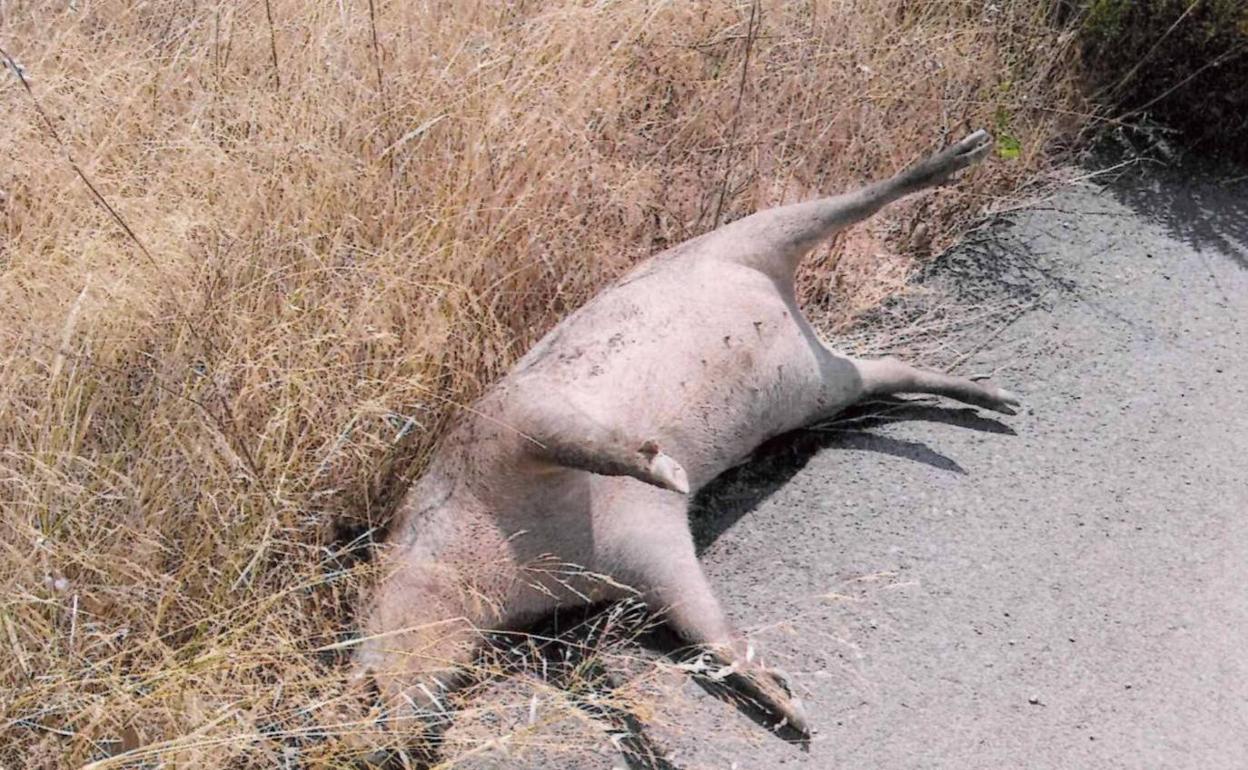 El cuerpo del jabalí junto a una cuneta. 