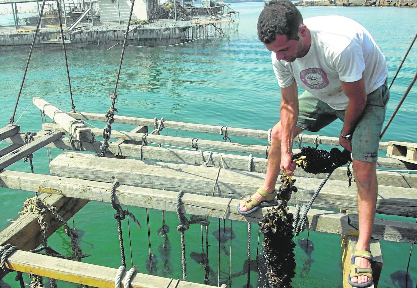 Criaderos de clóchinas en el puerto de Valencia. 