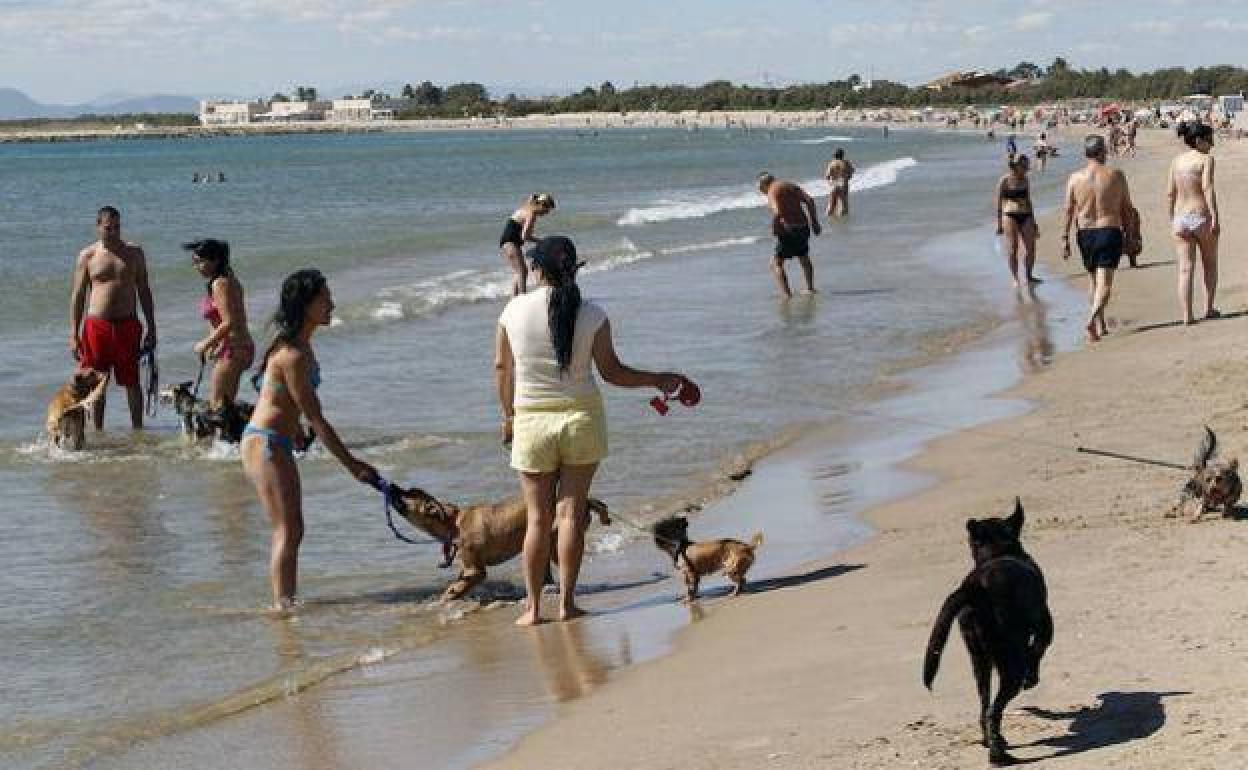 Perros en la playa de Pinedo.