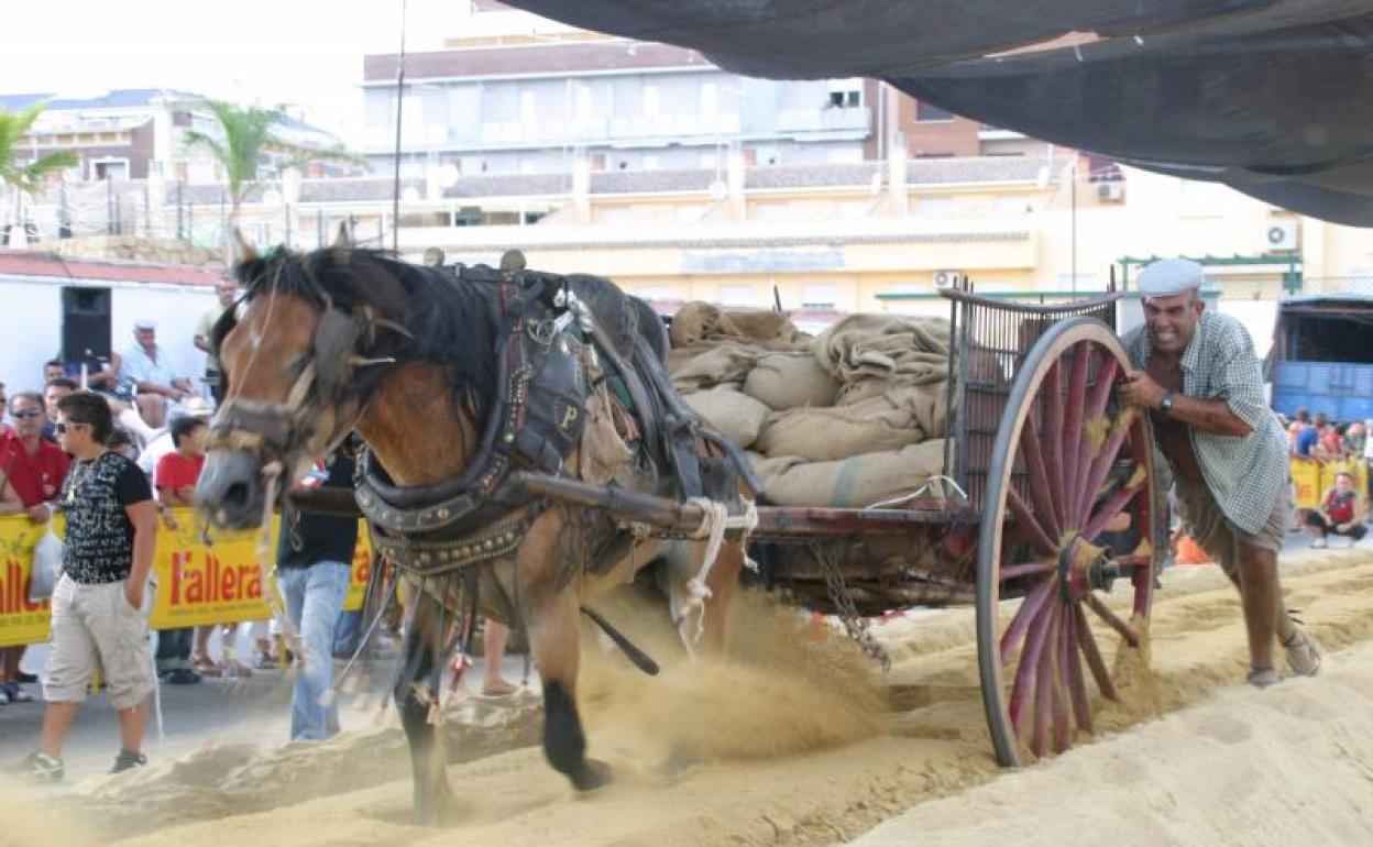 Xàtiva celebrará el concurso de Tiro y Arrastre pese a la solicitud de los animalistas de cancelarla ante las altas temperaturas