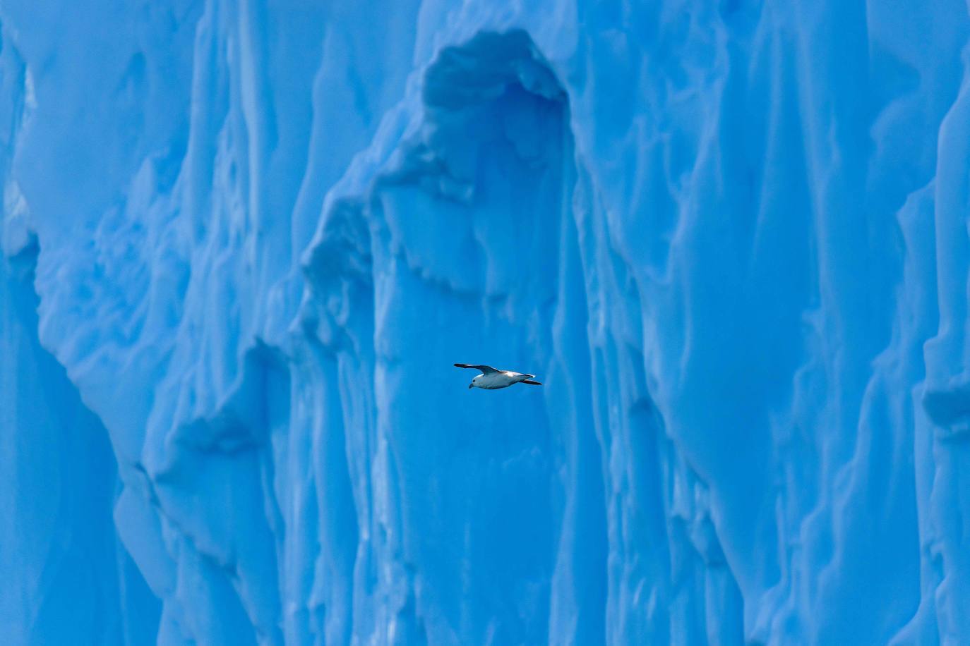 Fotos: Bahía de Disko o cómo vivir rodeados por gigantescos icebergs