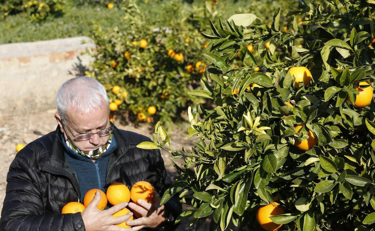 Un agricultor valenciano en un campo de naranjas. 