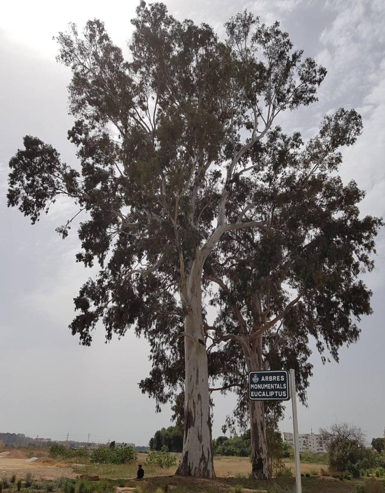 El eucalipto que es el árbol más grande de Valencia