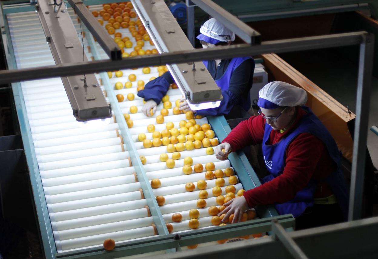 Trabajadoras en un almacén de cítricos. T. Rodríguez
