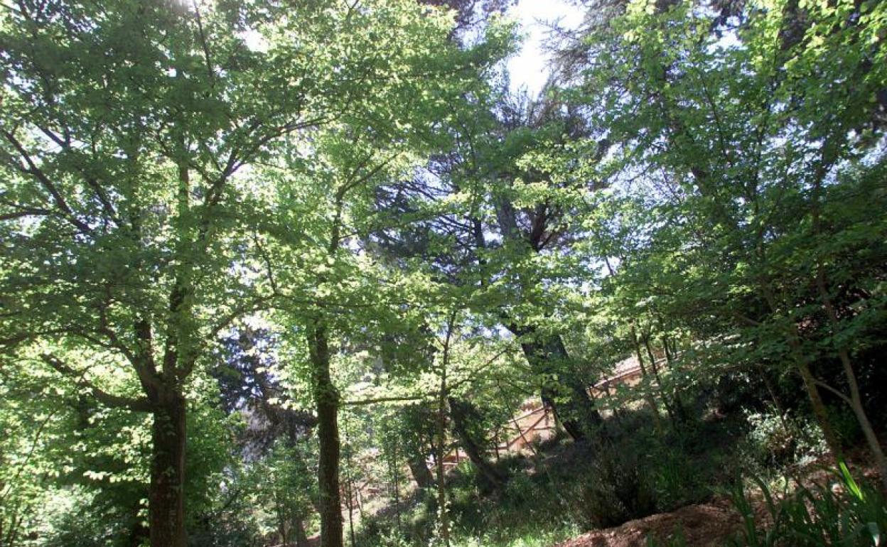 No se podrá circular por el Parque Natural de la Font Roja este fin de semana. 