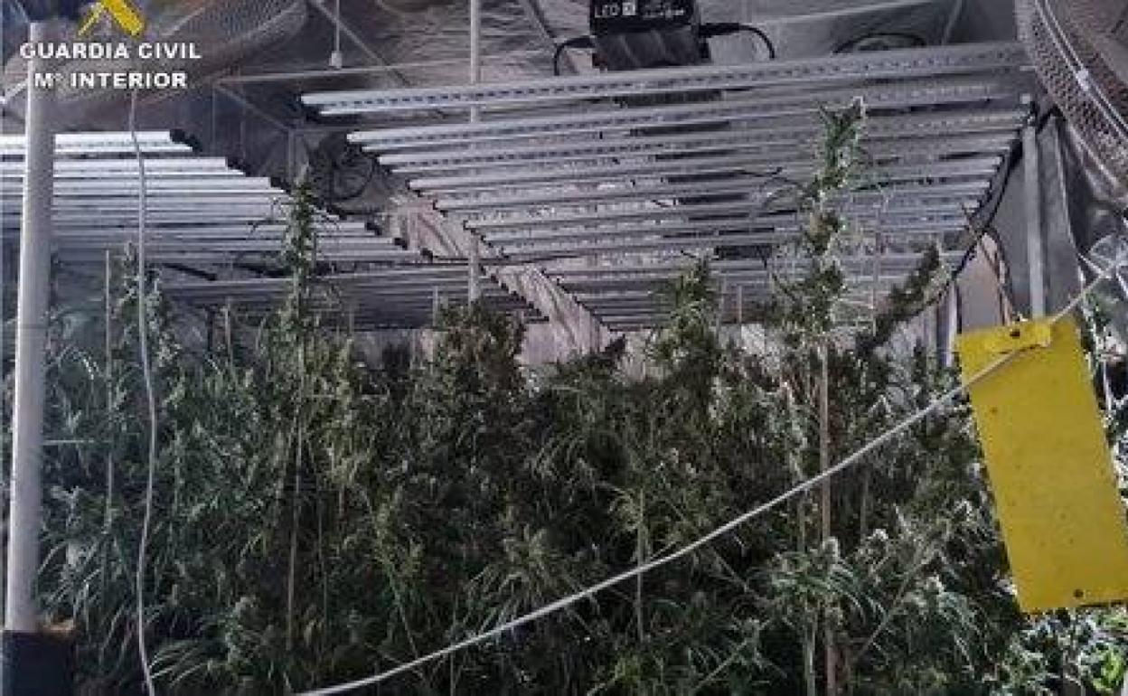 Alicante | Descubren una plantacion de marihuana al extinguir un incendio en un chalet de Monovar