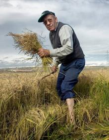 Imagen secundaria 2 - La recolección del arroz se realiza desde finales de agosto hasta la tercera quincena de septiembre.