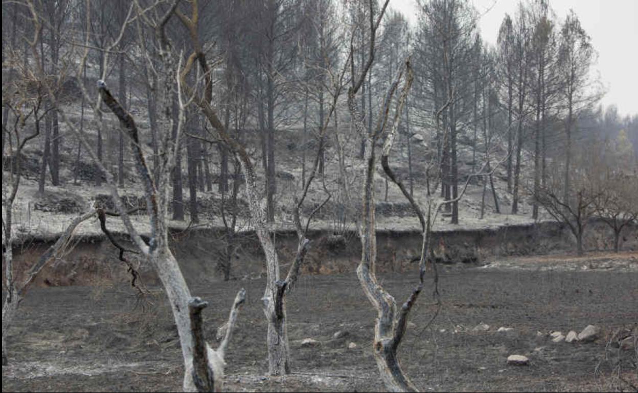 Incendio de Bejís tras su paso por Viver.