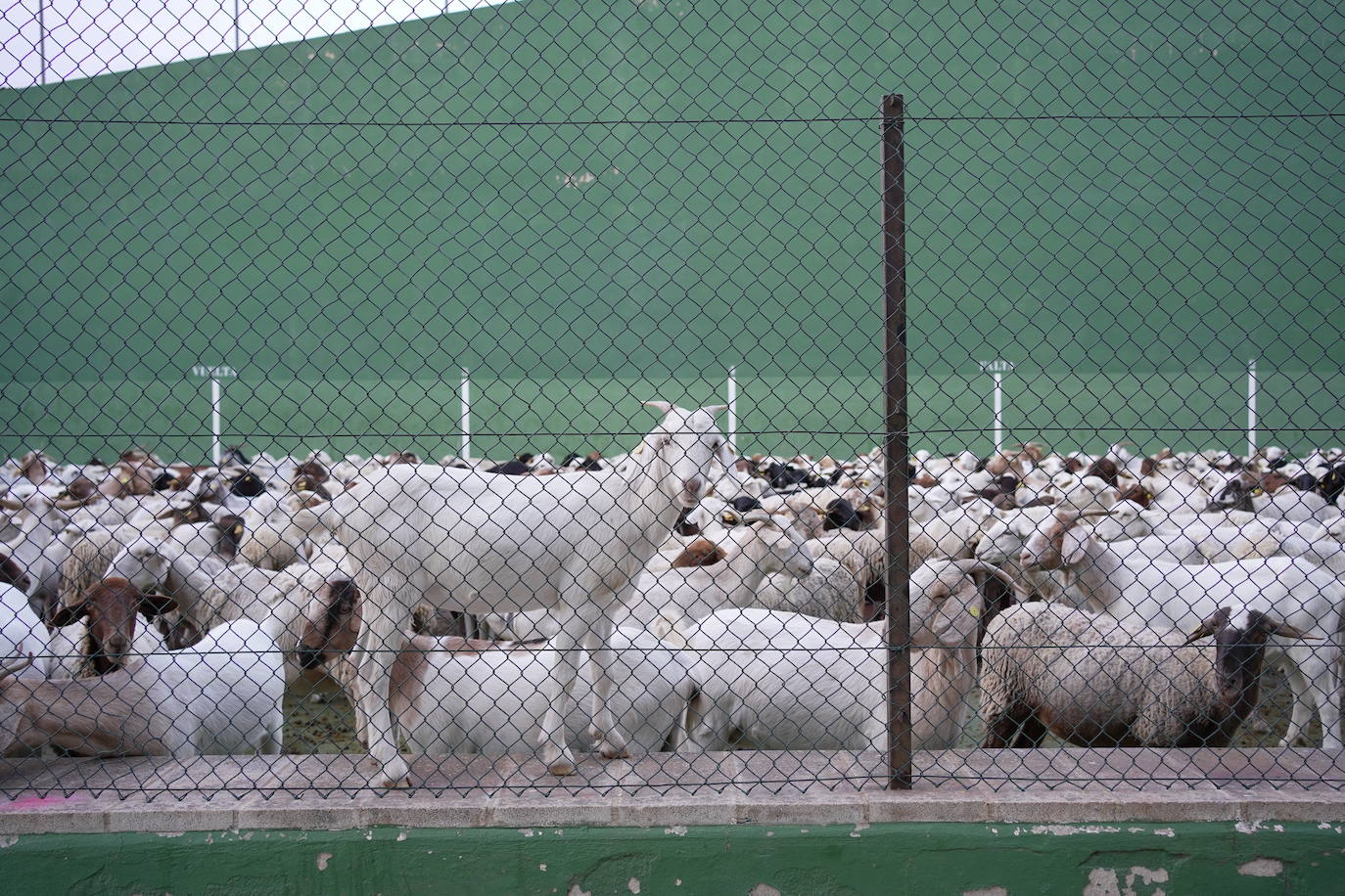 Las ovejas, protegidas en el frontón de Artaj.