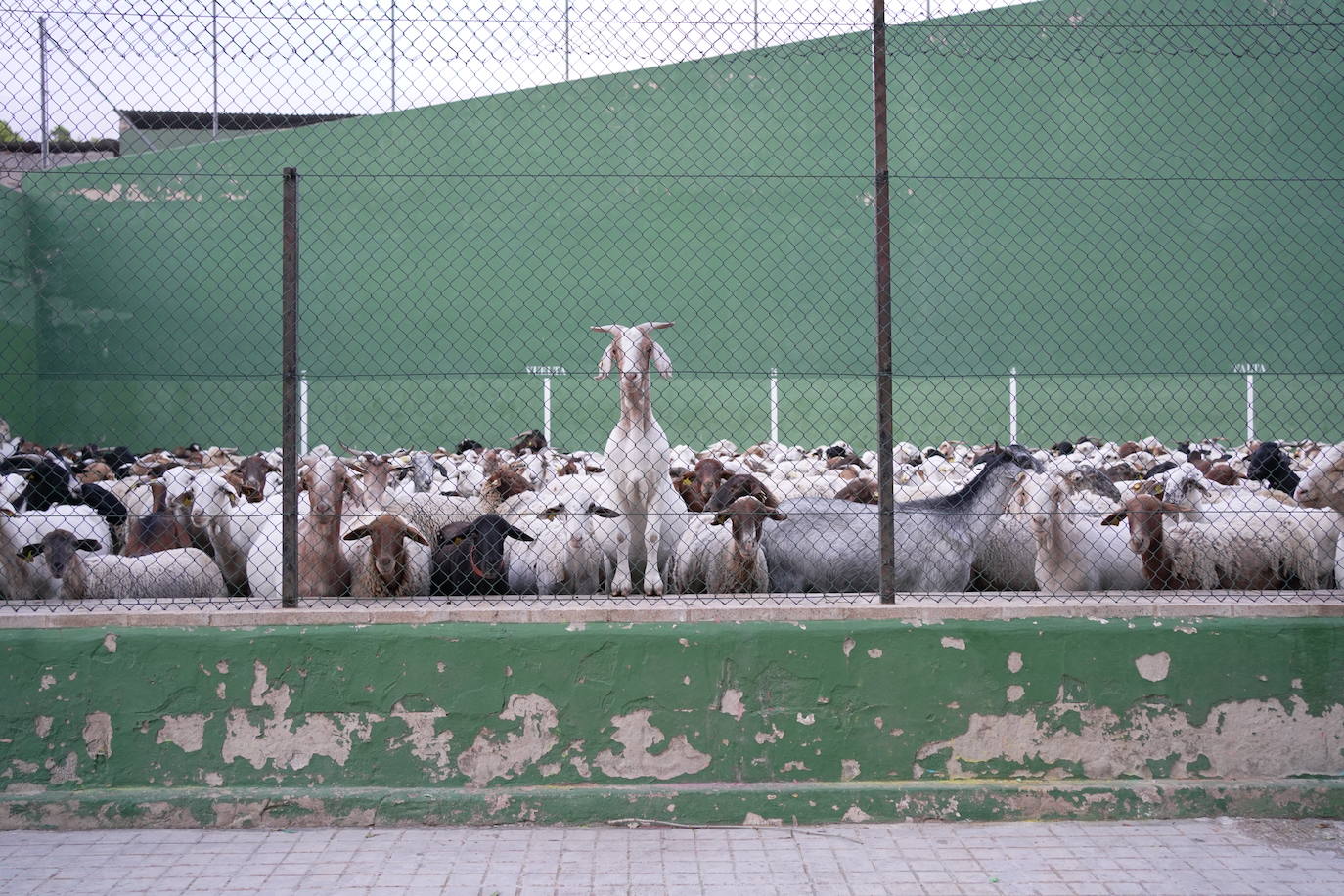 Las ovejas, protegidas en el frontón de Artaj.