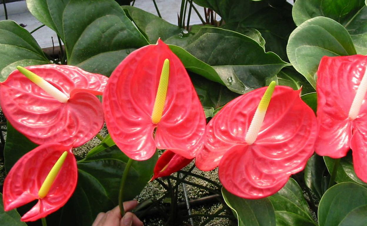 Anturio, Anthurium | ¿Cuáles son los cuidados del anturio?: una planta  tropical perfecta para principiantes | Las Provincias