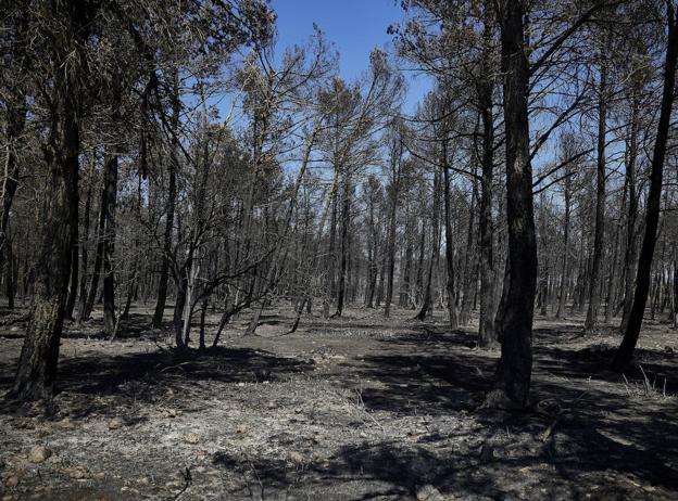 Los bomberos vencen al fuego en Bejís