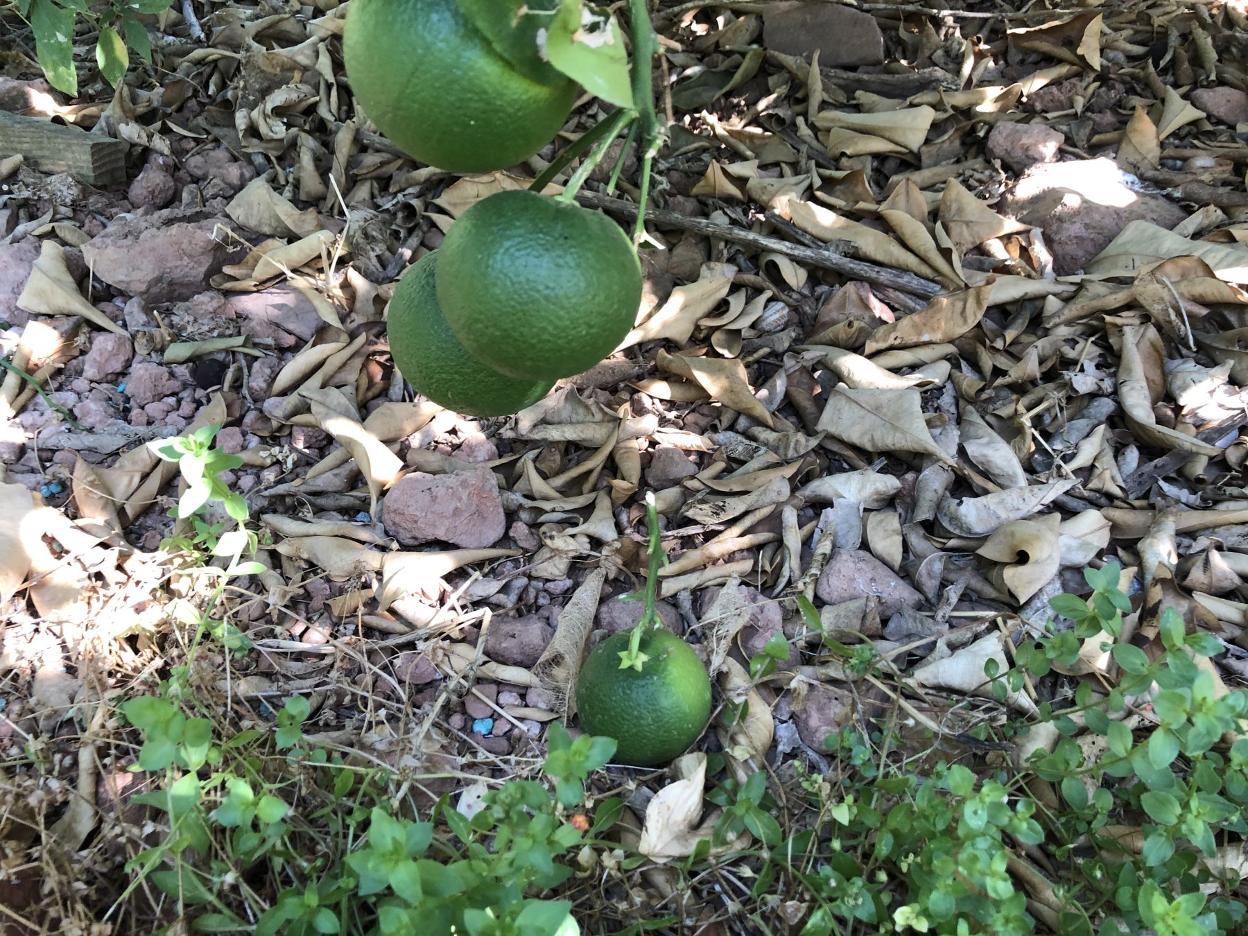 Naranja cortada por un conejo.