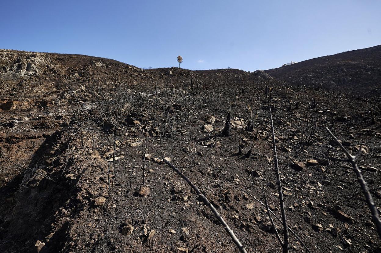 Uno de los parajes arrasados por el incendio que se declaró en la Vall d'Ebo. Arlandis