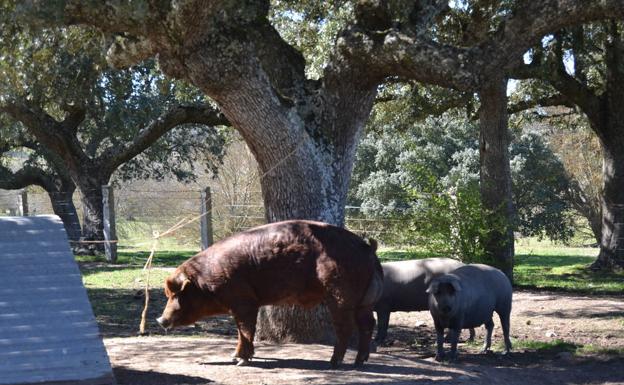 Un macho Duroc junto a dos hembras de cerdo Ibérico