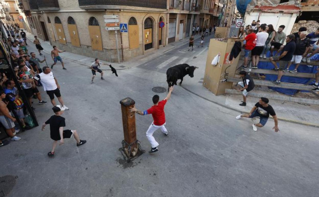 Bous al carrer en Alboraia. 