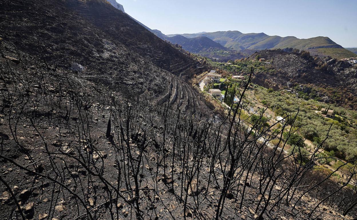 Terrenos quemados en el incendio forestal de Vall d'Ebo. 