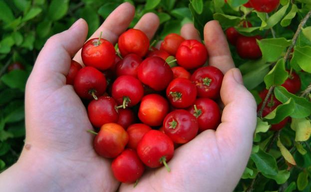 El superalimento que combate la migraña, ayuda a adelgazar y cuida la piel