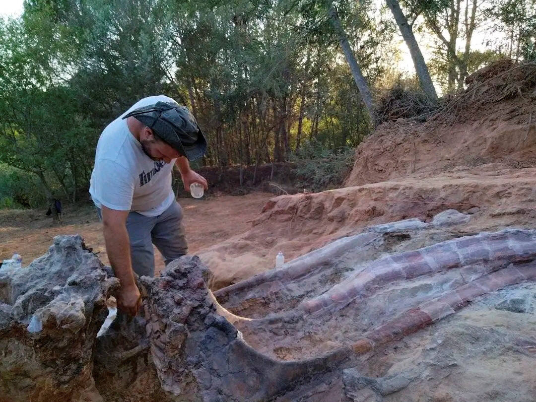 Fotos: El accidental hallazgo fósil del dinosaurio más grande en Europa