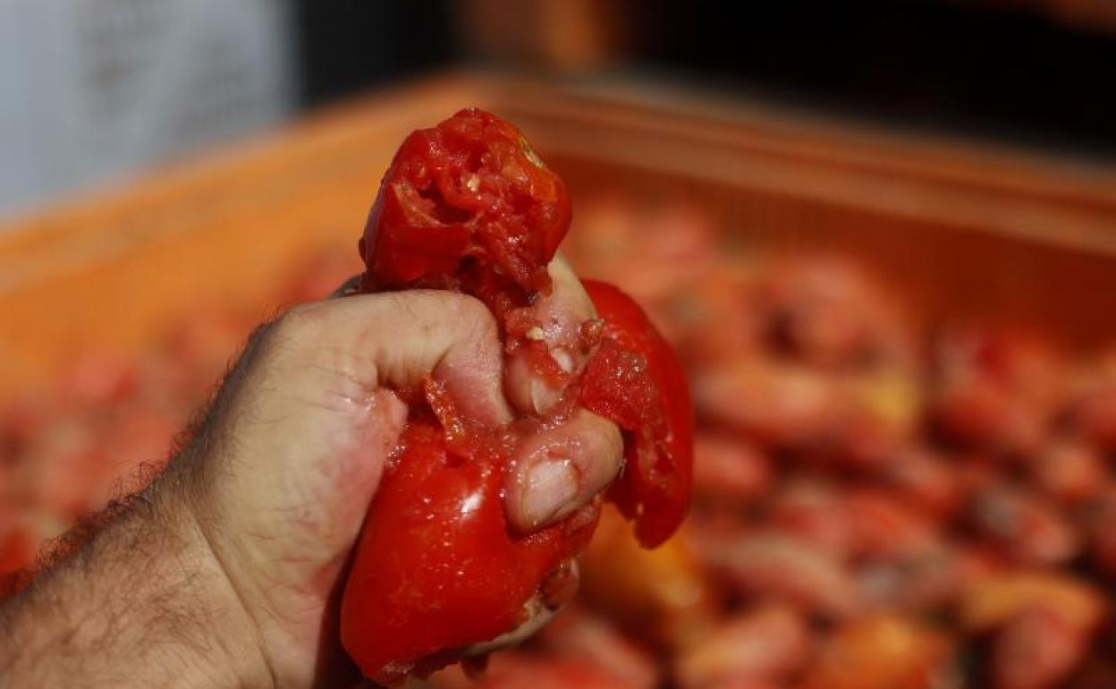 Tomates para la Tomatina de Buñol. 