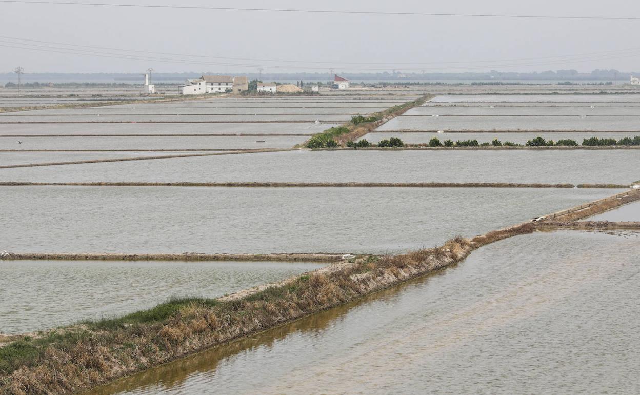 Vista de campos de arroz de la Albufera inundados. 