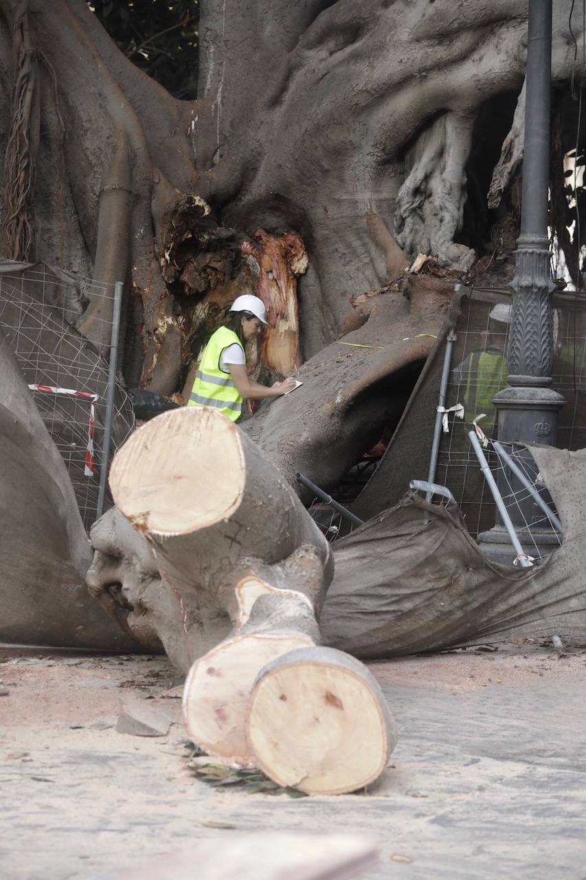 Fotos: Caída de uno de los ficus protegidos del Parterre