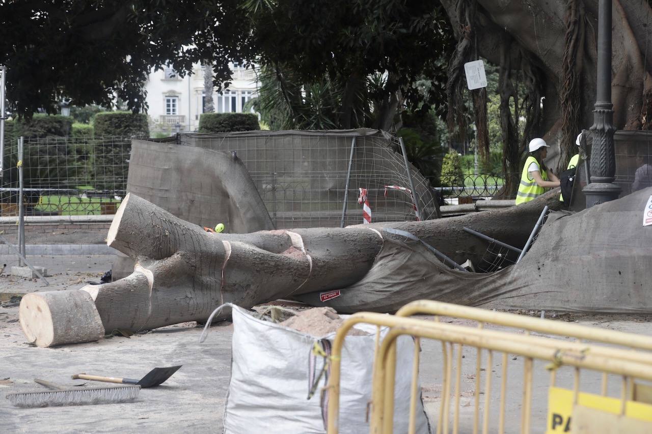 Fotos: Caída de uno de los ficus protegidos del Parterre