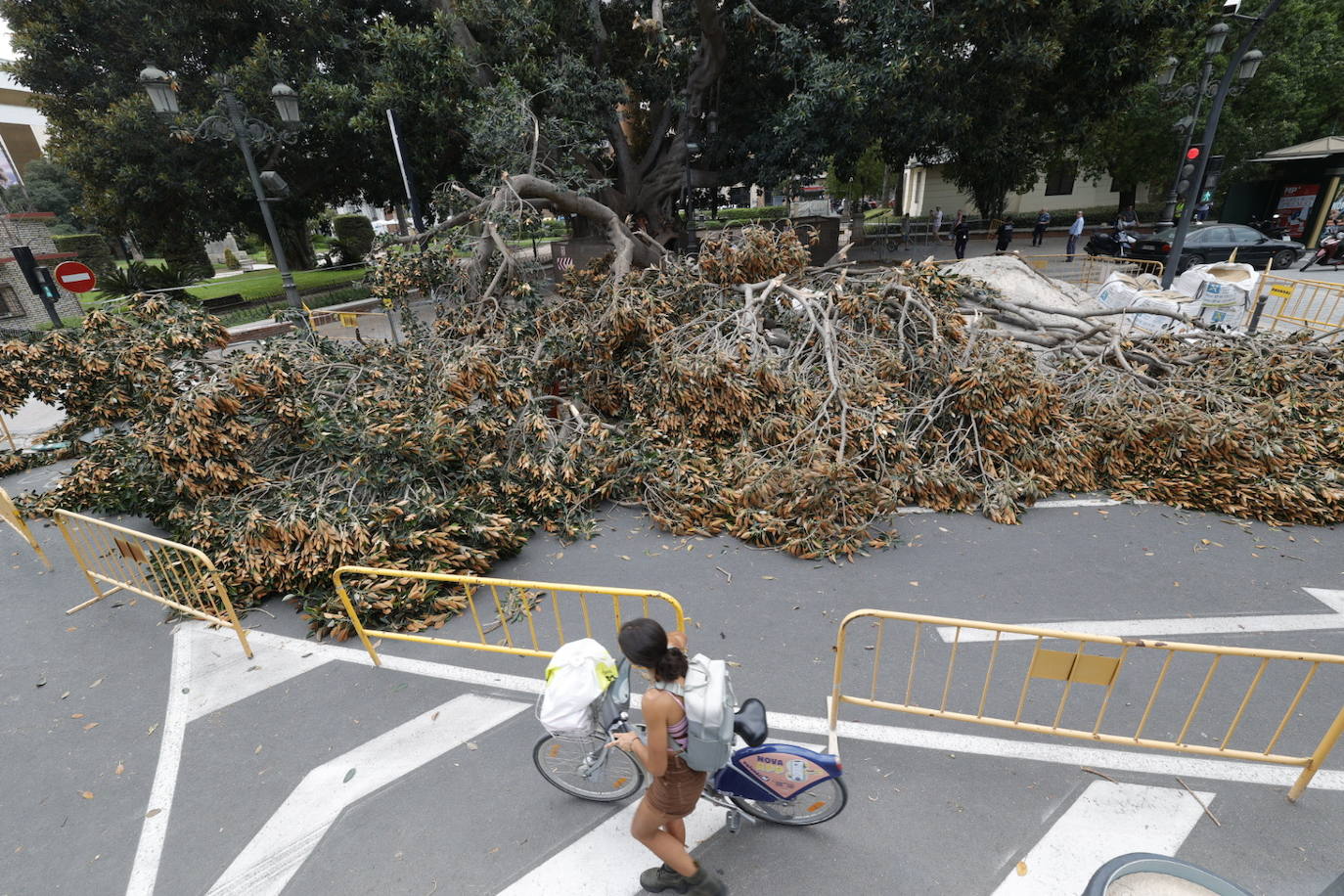 Estos son los desperfectos tras la caída del ficus