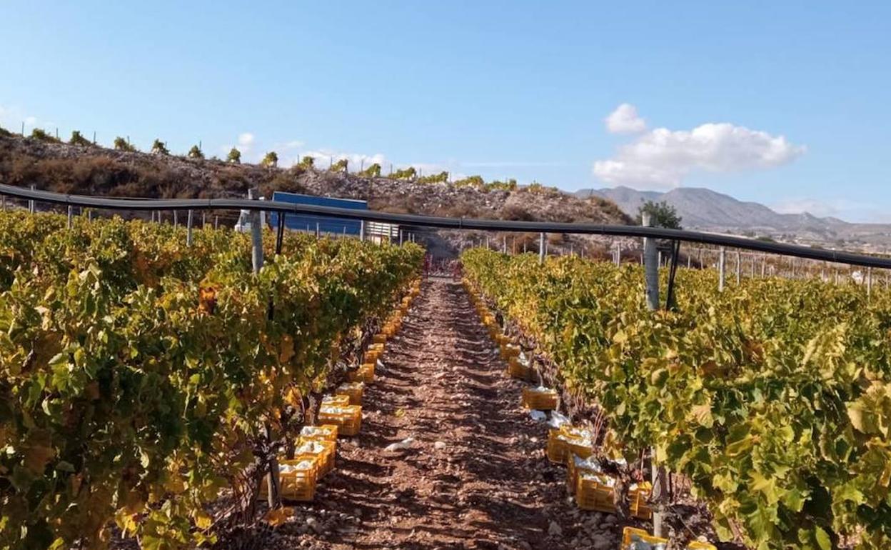 Viñedos en el Vinalopó. 