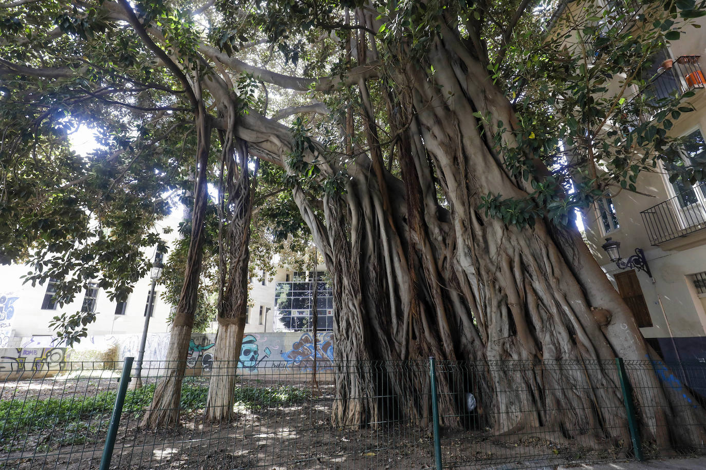 Fotos: Árboles monumentales de Valencia que pasan por el quirófano