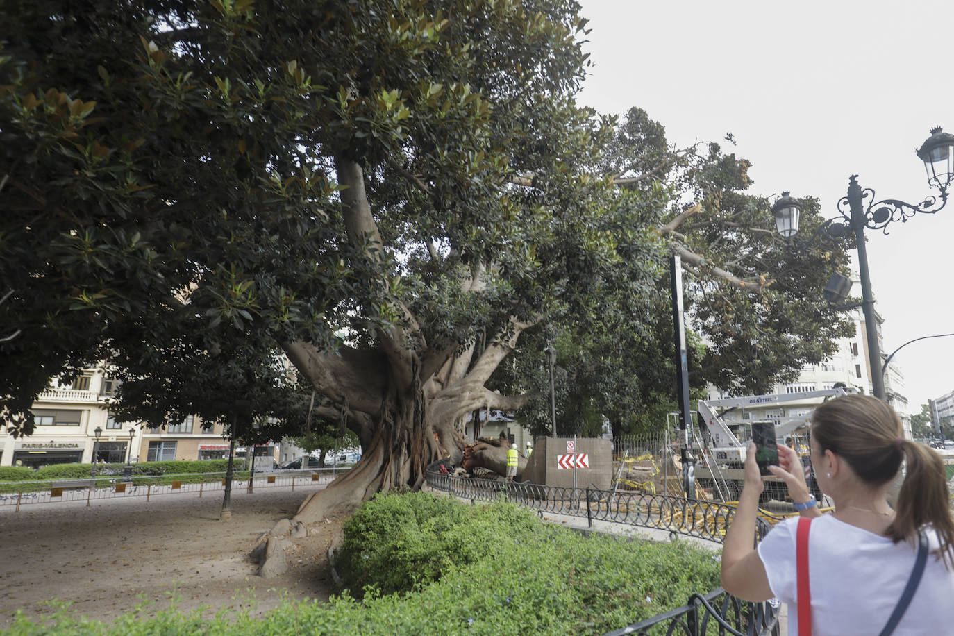 Fotos: Árboles monumentales de Valencia que pasan por el quirófano