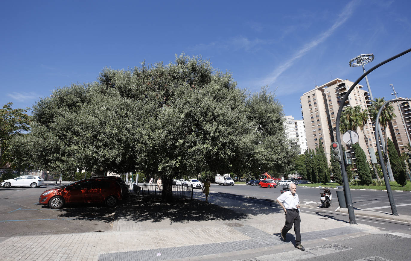 Fotos: Árboles monumentales de Valencia que pasan por el quirófano