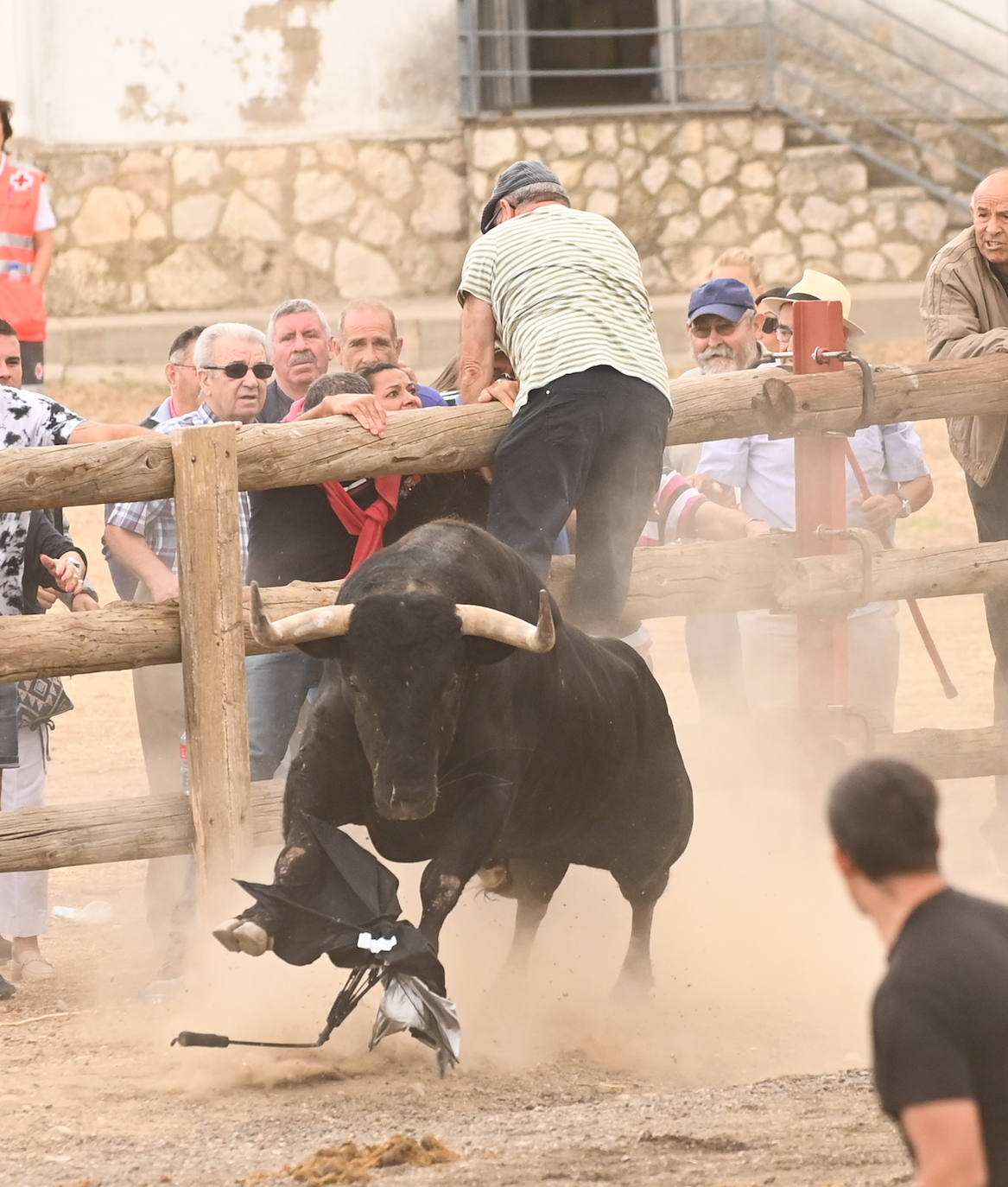 Fotos: El encierro del Toro de la Vega, en imágenes