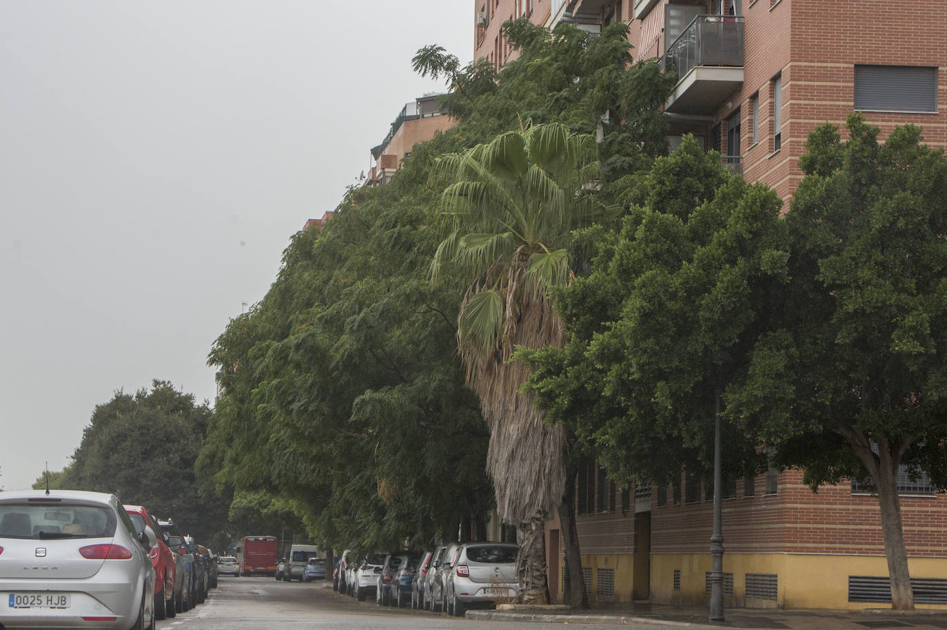 Así está Valencia: abandono evidente de las zonas ajardinadas