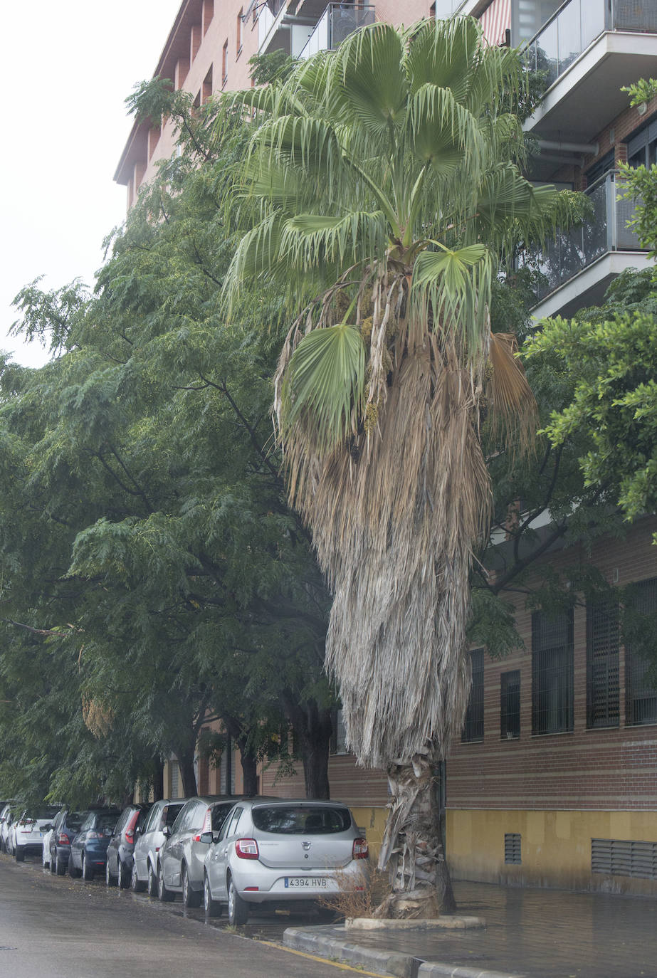 Así está Valencia: abandono evidente de las zonas ajardinadas