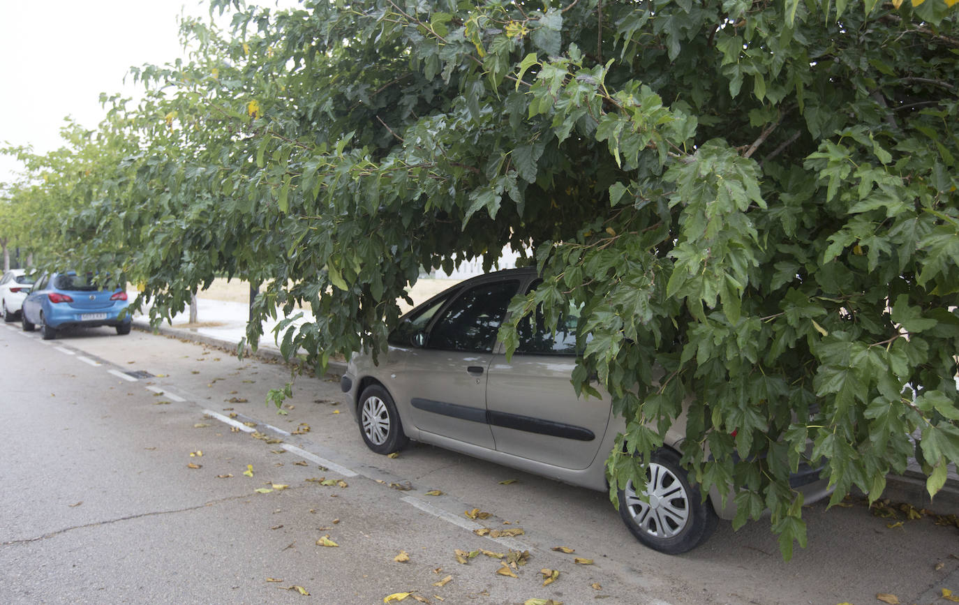 Así está Valencia: abandono evidente de las zonas ajardinadas