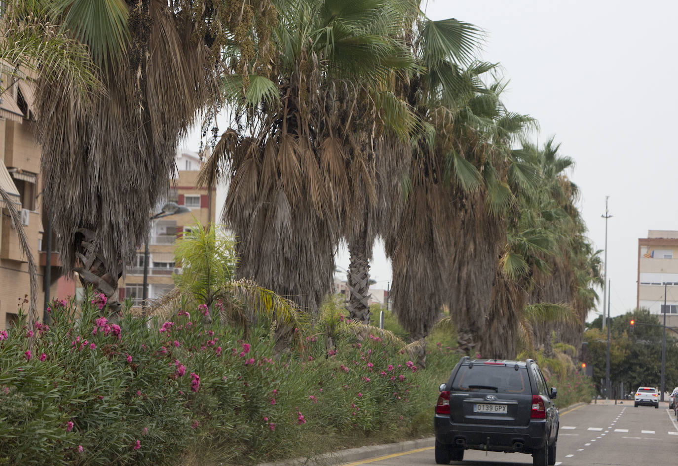 Así está Valencia: abandono evidente de las zonas ajardinadas