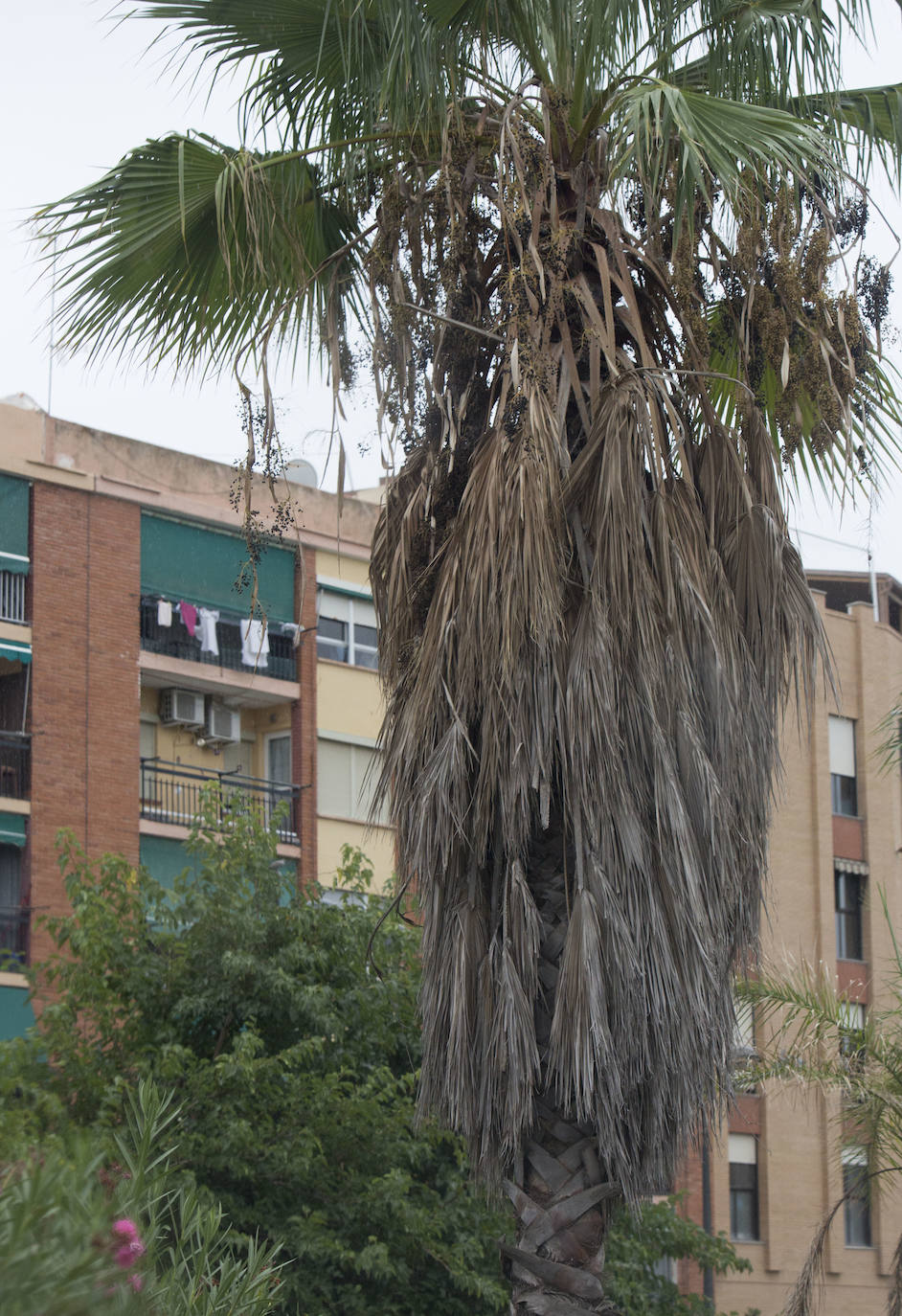 Así está Valencia: abandono evidente de las zonas ajardinadas